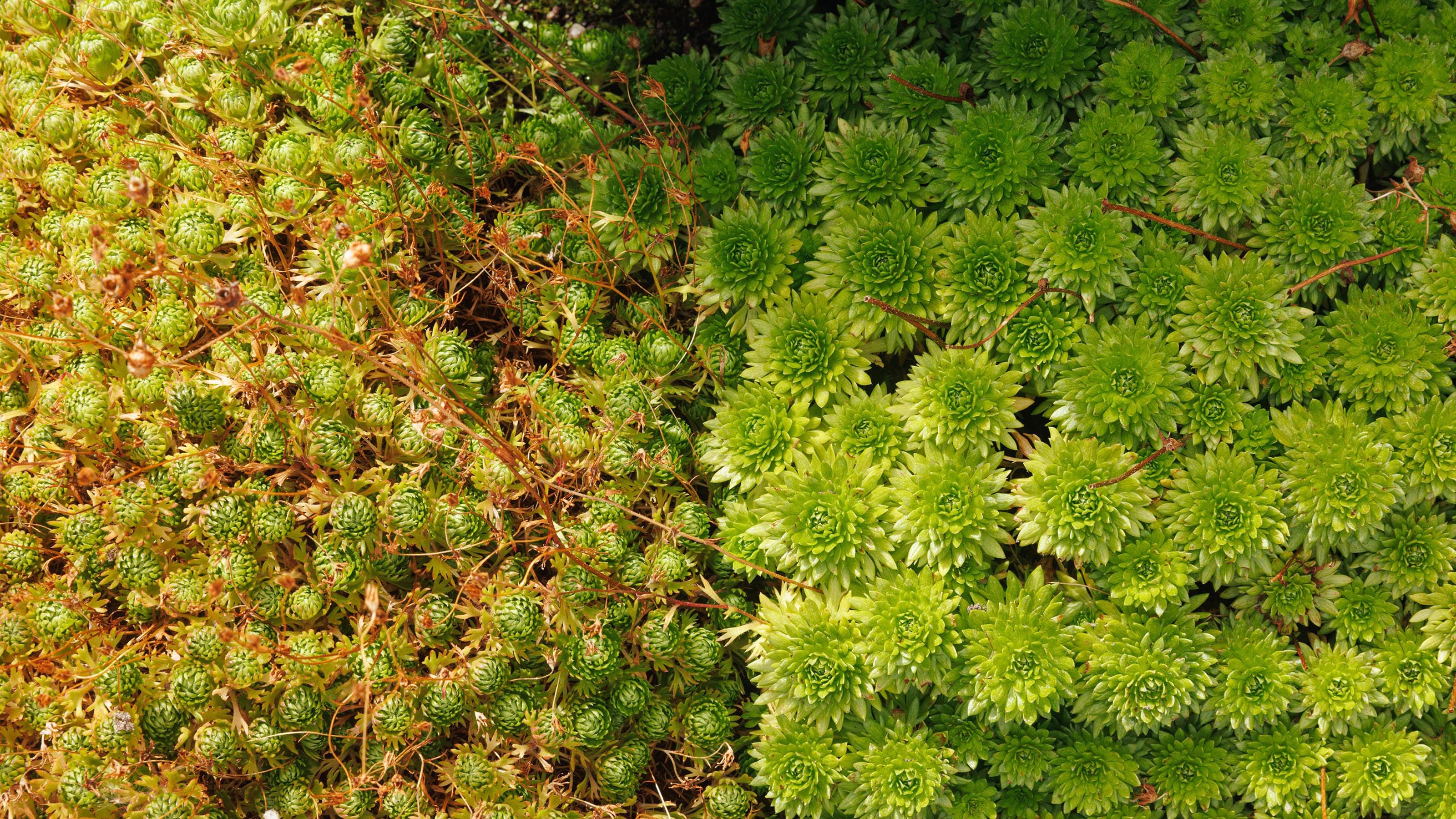 Seasonal plants image